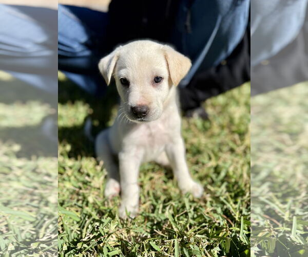 Medium Photo #1 Labrador Retriever-Unknown Mix Puppy For Sale in The Woodlands, TX, USA