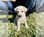 Small Labrador Retriever Mix