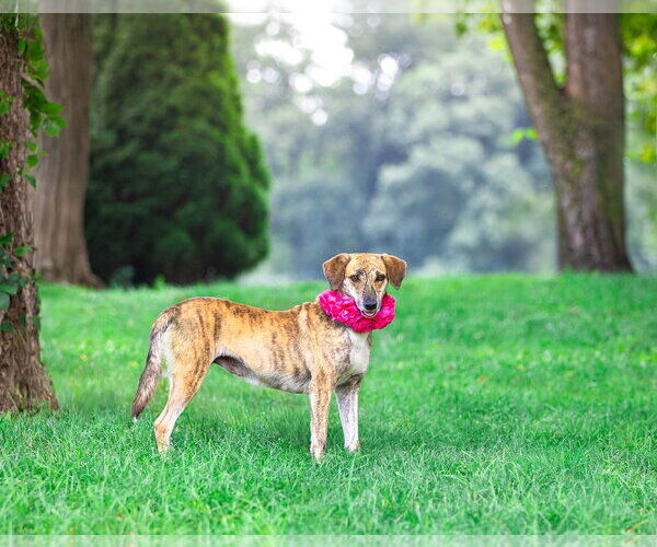 Medium Photo #5 Mountain Cur-Unknown Mix Puppy For Sale in Unionville, PA, USA