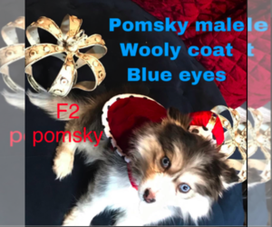 Pomsky Puppy for sale in SANTA CLARITA, CA, USA