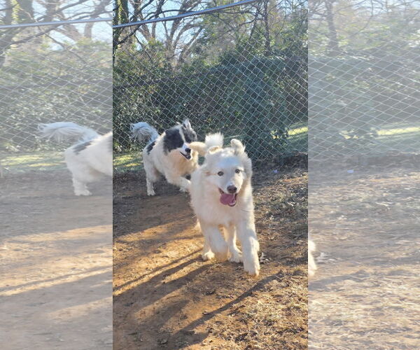 Medium Photo #4 Great Pyrenees-Unknown Mix Puppy For Sale in Thomasville, NC, USA