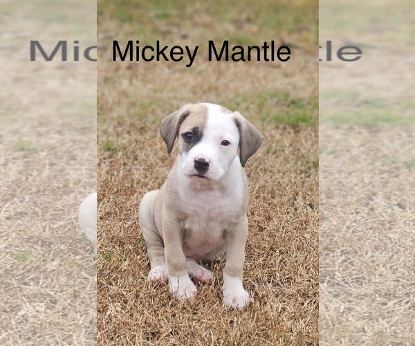 Medium Photo #1 Catahoula Leopard Dog-Unknown Mix Puppy For Sale in Rockaway, NJ, USA