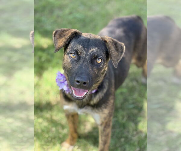 Medium Photo #4 Mutt Puppy For Sale in Phoenix, AZ, USA