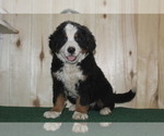 Small Photo #3 Bernese Mountain Dog Puppy For Sale in WESTCLIFFE, CO, USA