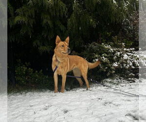 Siberian Husky-Unknown Mix Dogs for adoption in Bellingham, WA, USA