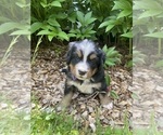 Puppy Sequoia Bernese Mountain Dog