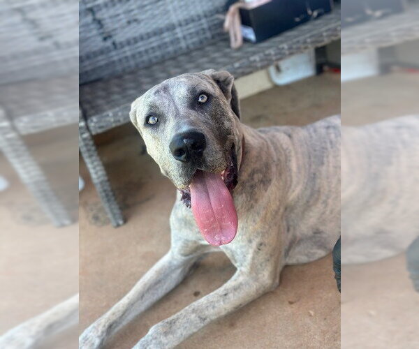 Medium Photo #1 Great Dane-Unknown Mix Puppy For Sale in Bullard, TX, USA