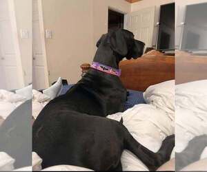 Mother of the Great Dane puppies born on 03/23/2026