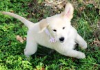 Small Photo #1 Golden Retriever Puppy For Sale in BLANCO, TX, USA
