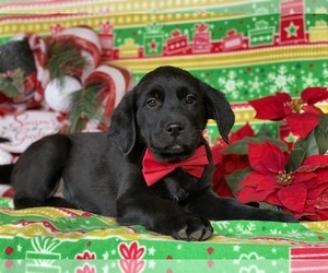 Anatolian Shepherd-Golden Retriever Mix Puppy for sale in LANCASTER, PA, USA