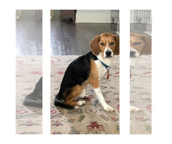 Medium Photo #2 Beagle Puppy For Sale in Mooresville, NC, USA