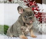 Small #2 French Bulldog