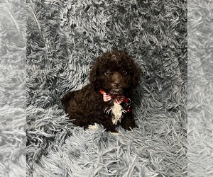 Cavapoo Puppy for sale in JEFFERSONVILLE, IN, USA