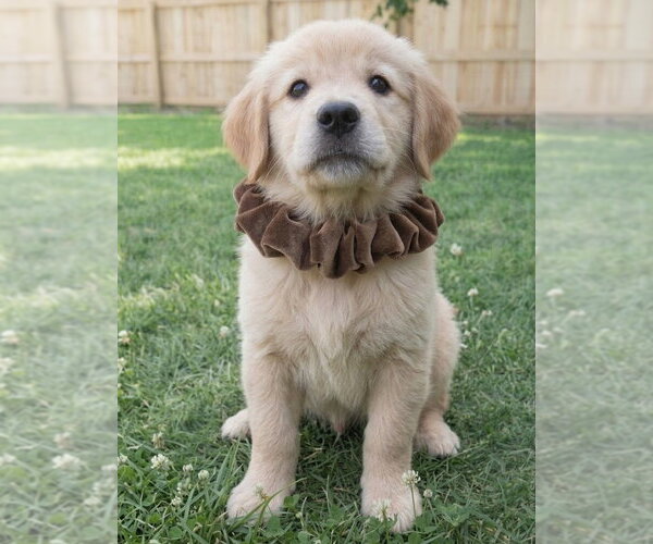 Medium Photo #4 Golden Retriever Puppy For Sale in Grovertown, IN, USA