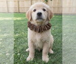 Small #3 Golden Retriever