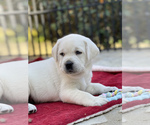 Small Photo #44 Labrador Retriever Puppy For Sale in GLENDALE, CA, USA