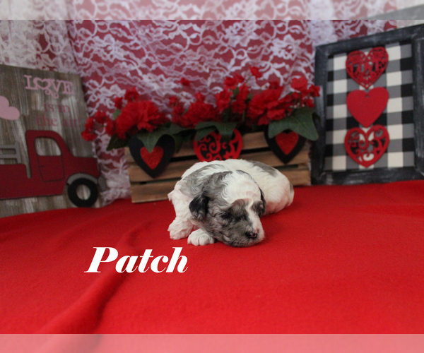 Medium Photo #5 Poodle (Toy) Puppy For Sale in CHANUTE, KS, USA
