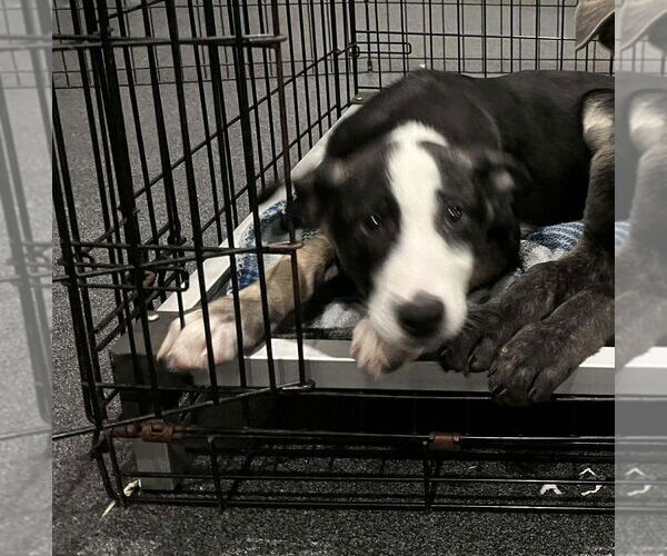 Medium Photo #5 Holland Shepherd-Unknown Mix Puppy For Sale in Imlay City, MI, USA