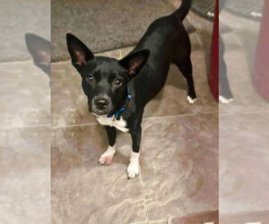 Mutt Dogs for adoption in FRAMINGHAM, MA, USA
