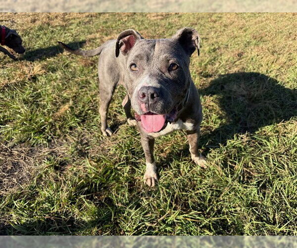 Medium Photo #3 American Pit Bull Terrier-Unknown Mix Puppy For Sale in Ocala, FL, USA