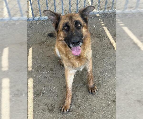 Medium Photo #1 German Shepherd Dog Puppy For Sale in Riverside, CA, USA