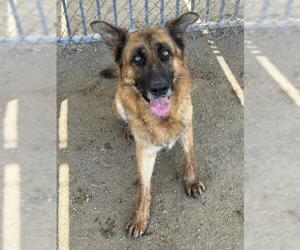 German Shepherd Dog Dogs for adoption in Riverside, CA, USA