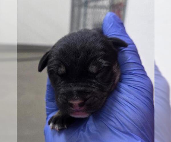 Medium Photo #1 German Shepherd Dog Puppy For Sale in HESPERIA, CA, USA