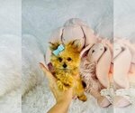 Small #4 Morkie