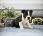 Small #1 Boston Terrier