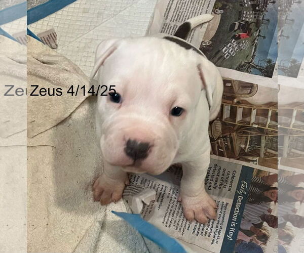 Medium Photo #1 Bullypit Puppy For Sale in Berlin, MD, USA