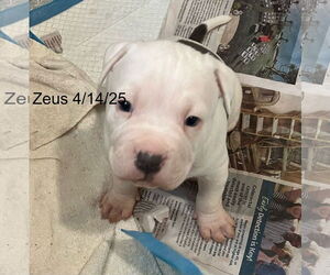 Bullypit Dogs for adoption in Berlin, MD, USA