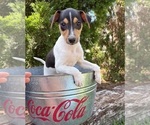 Small #3 Jack-Rat Terrier