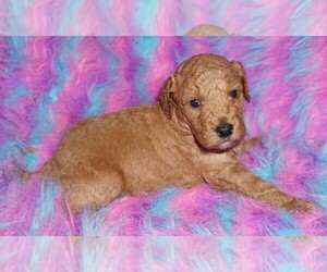 Miniature Labradoodle Puppy for sale in LA HABRA, CA, USA
