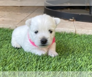 West Highland White Terrier Puppy for sale in GILBERT, AZ, USA