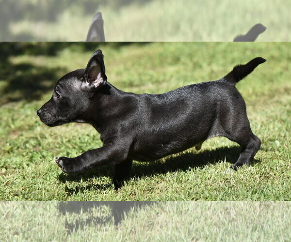 Medium Photo #8 Dachsador Puppy For Sale in Mechanicsburg, PA, USA