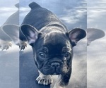 Puppy 1 French Bulldog