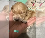 Puppy Light Teal Golden Retriever