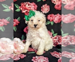Poodle (Miniature) Puppy for sale in KIRKWOOD, PA, USA
