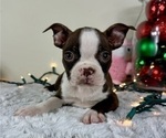 Small Boston Terrier