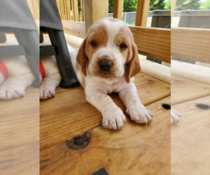 Basset Hound Puppy for sale in FRIENDSVILLE, TN, USA