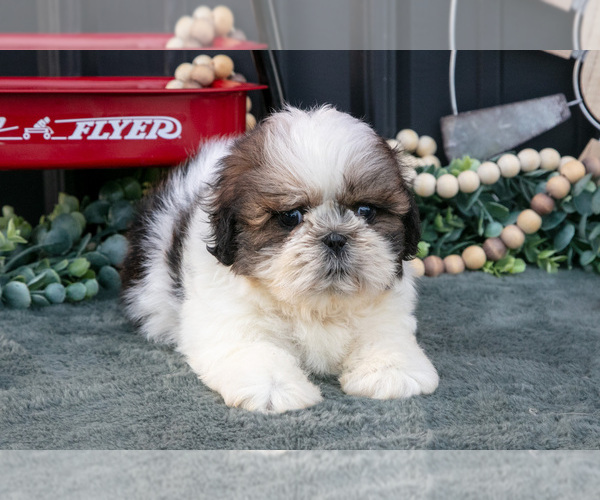 Medium Photo #10 Shih Tzu Puppy For Sale in CLARE, MI, USA