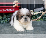 Small #2 Shih Tzu