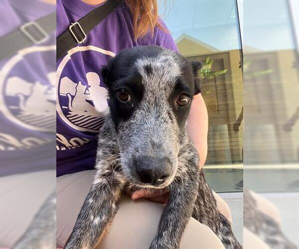 Medium Photo #1 Mutt Puppy For Sale in Brighton, CO, USA