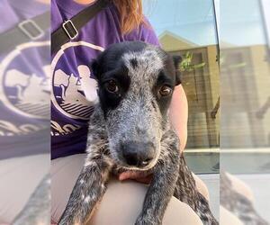 Mutt Dogs for adoption in Brighton, CO, USA