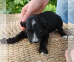 Small #8 F2 Aussiedoodle
