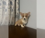 Small #63 Pembroke Welsh Corgi