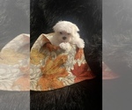 Small Photo #2 Maltese Puppy For Sale in CROSSVILLE, TN, USA