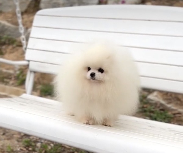 Medium Photo #1 Pomeranian Puppy For Sale in PHOENIX, AZ, USA