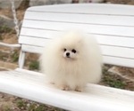 Small Photo #1 Pomeranian Puppy For Sale in PHOENIX, AZ, USA