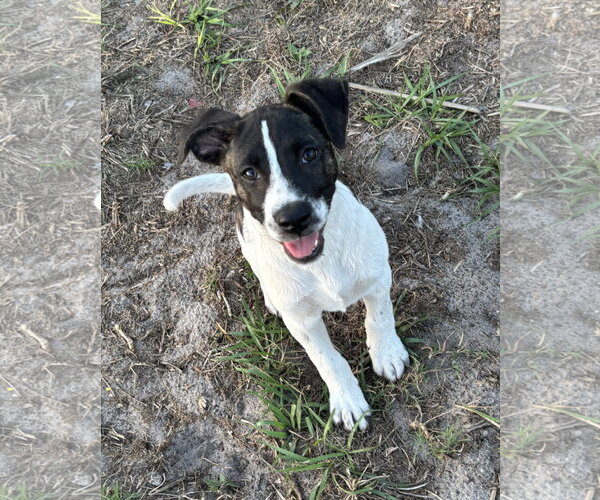 Medium Photo #1 Labrador Retriever-Unknown Mix Puppy For Sale in Sanford, FL, USA